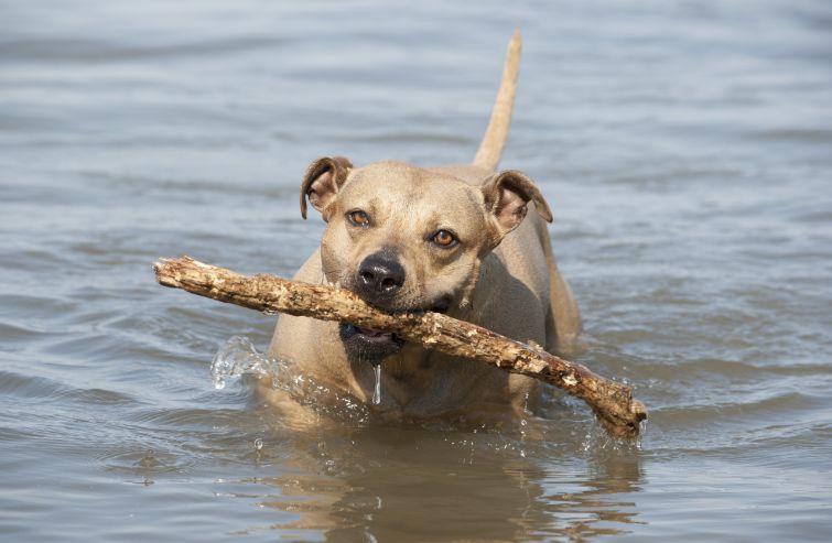 Accountant Cumulatief Onderbreking Appartement aan zee huren voor je hond? 3 redenen
