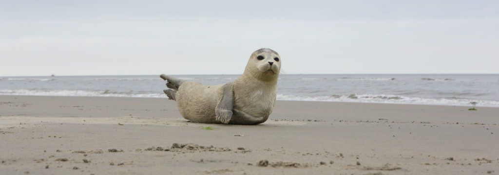 zeehond op het strand Oostende