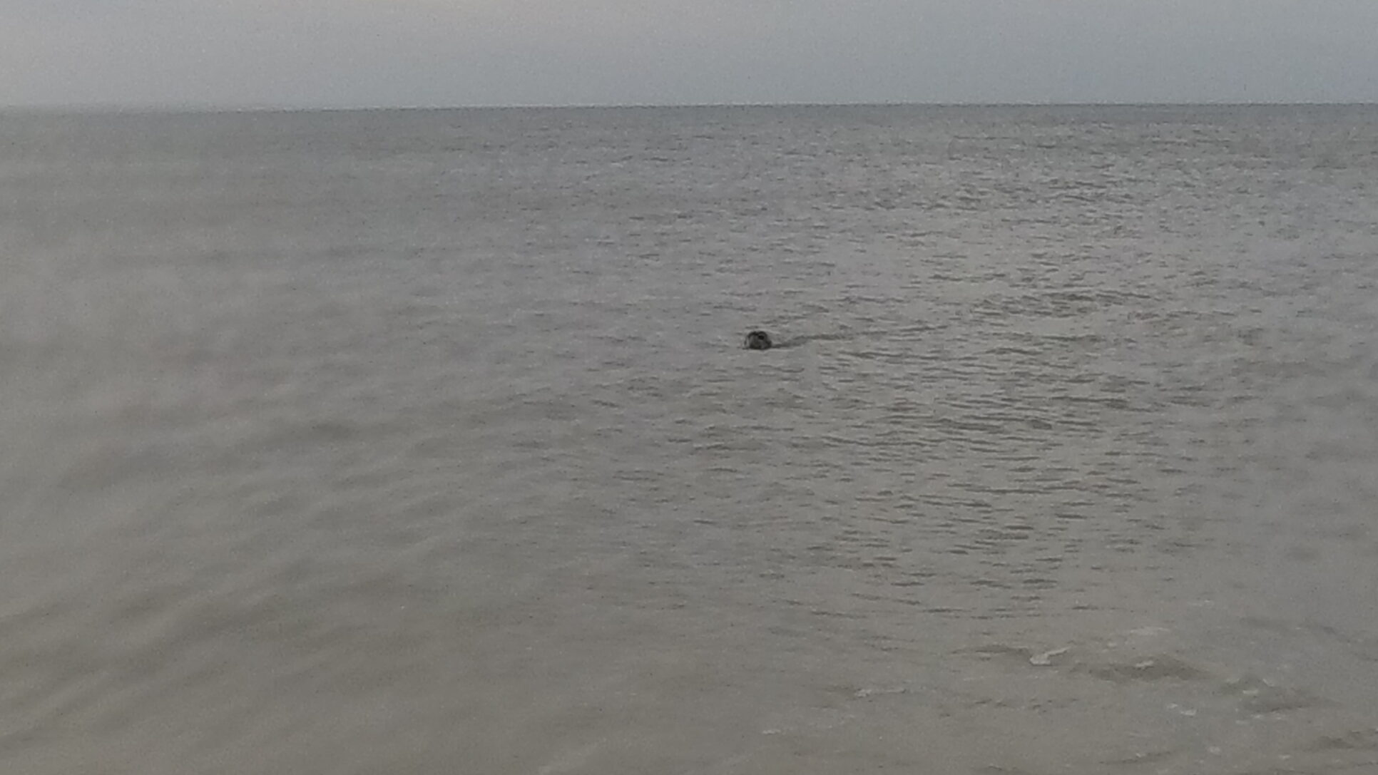 Zwemmen-Oostende-avond-zeehond-zwart-kopje